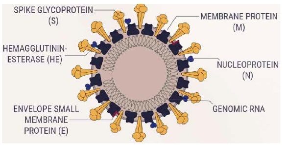 Mutasi Virus Penyebab Covid-19: Untung atau Buntung?