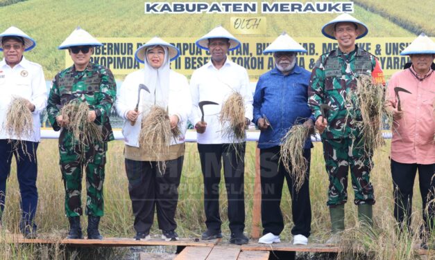 Gubernur dan Wagub Papua Selatan Panen Raya Padi di Kampung Kaliki