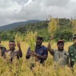 Wabup Itaman Thago Panen Raya Padi di Kampung Kobakma Satu Mamteng
