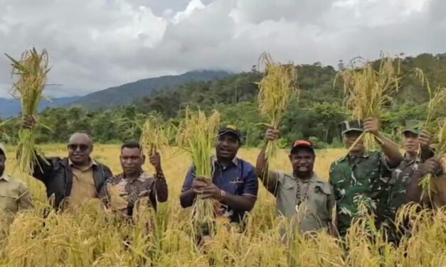 Wabup Itaman Thago Panen Raya Padi di Kampung Kobakma Satu Mamteng