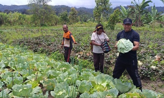Panen dan Beli Sayur Warga, Bupati Spei Bidana Warning Dinas Pertanian Segera Turun Berdayakan Petani