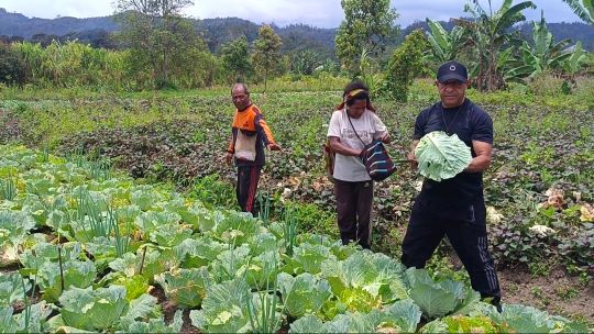 Panen dan Beli Sayur Warga, Bupati Spei Bidana Warning Dinas Pertanian Segera Turun Berdayakan Petani